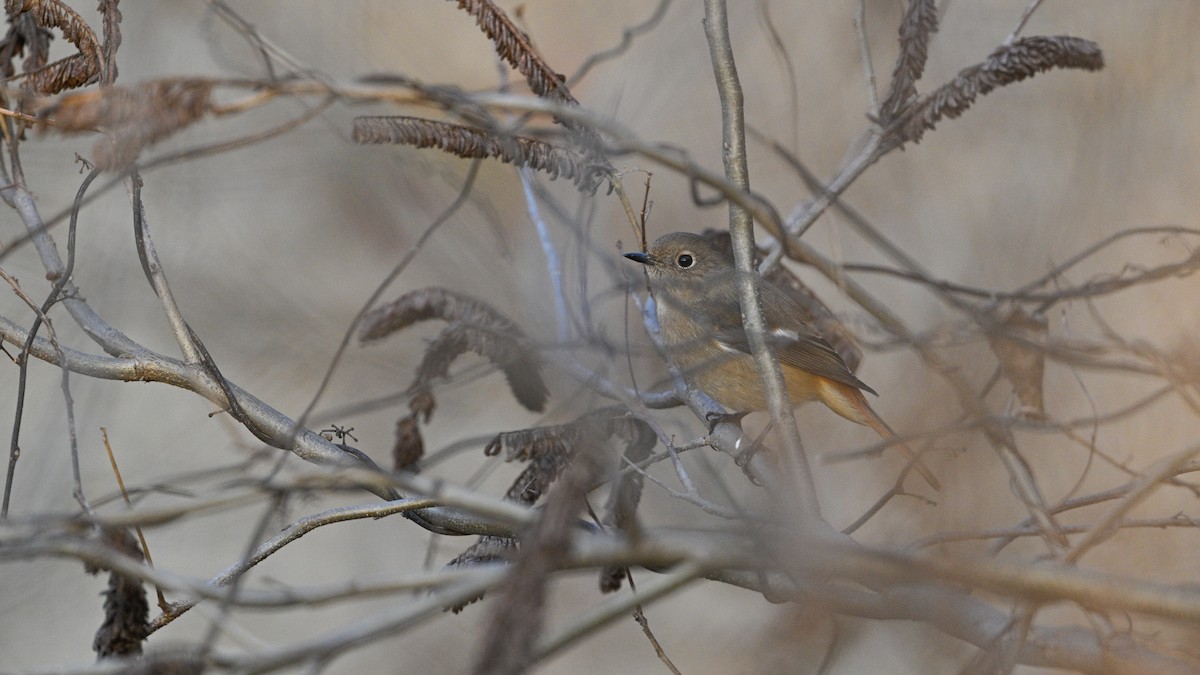 Daurian Redstart - ML646783821