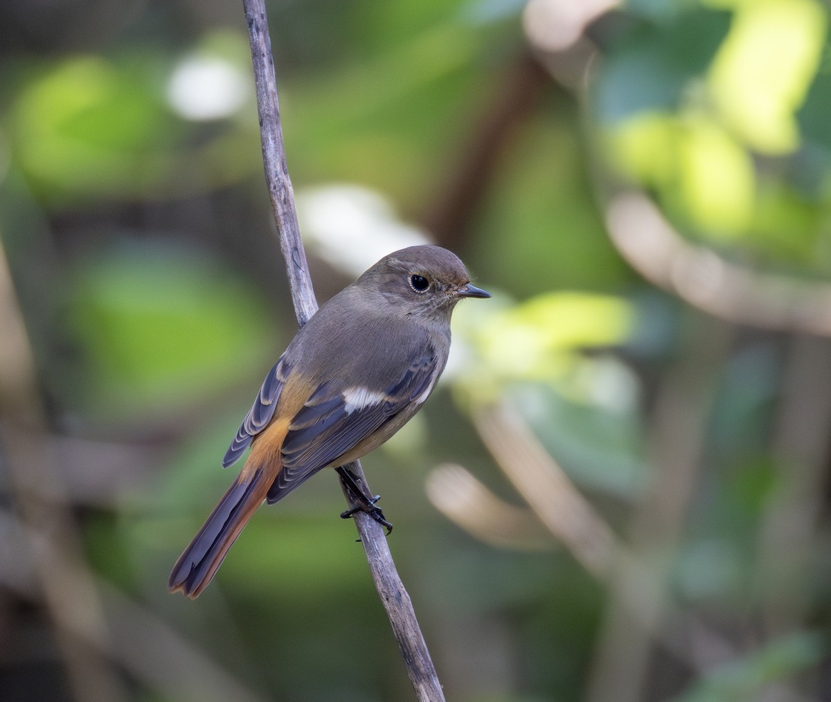 Daurian Redstart - ML646783822