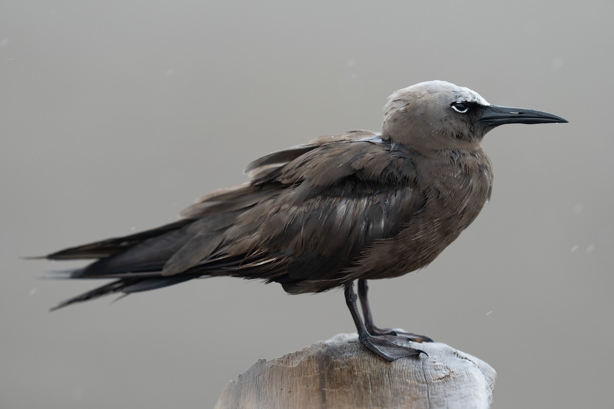 Brown Noddy - ML646783823