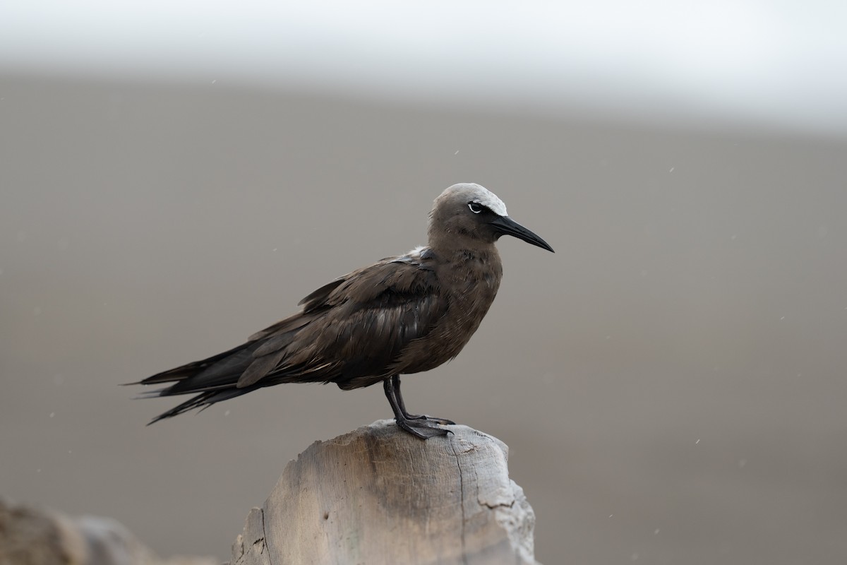 Brown Noddy - ML646783824
