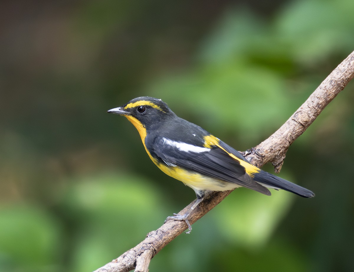 黃眉黃鶲 - ML646783827