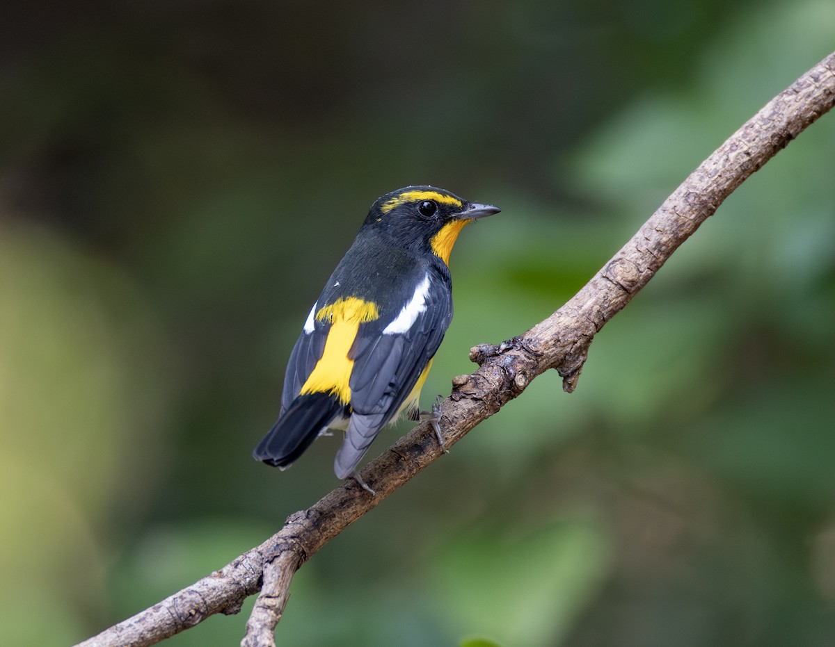 黃眉黃鶲 - ML646783828