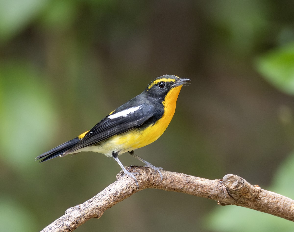 黃眉黃鶲 - ML646783829