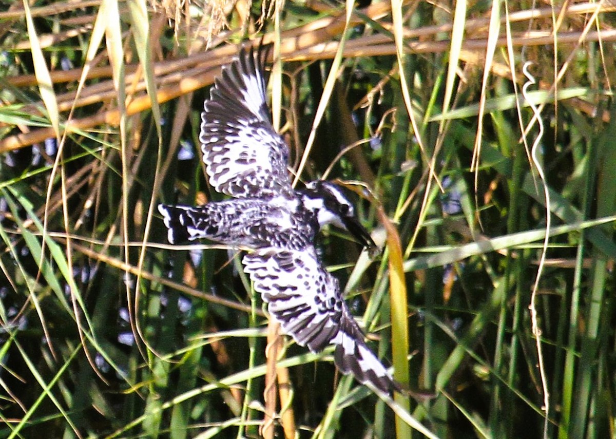Pied Kingfisher - ML646783830