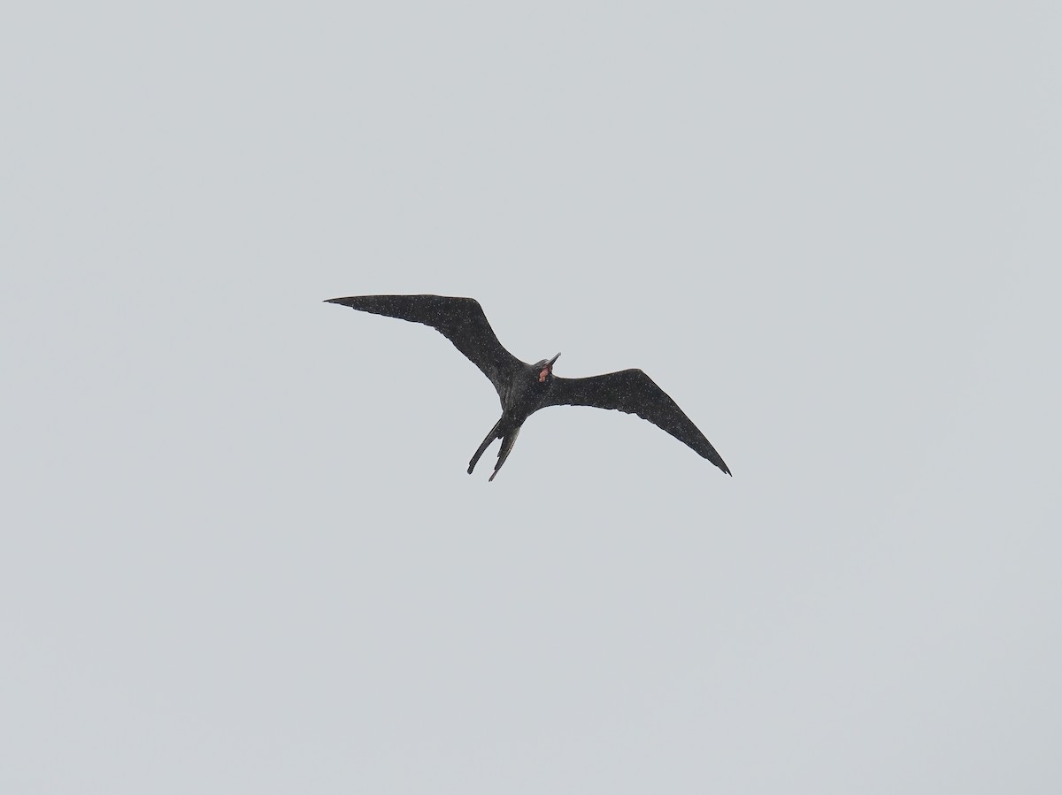 Magnificent Frigatebird - ML646783831
