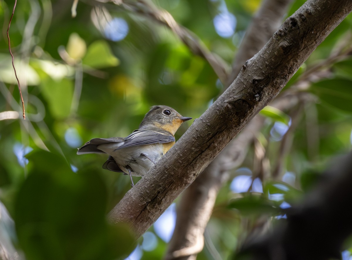 חטפית מוגימקי - ML646783832