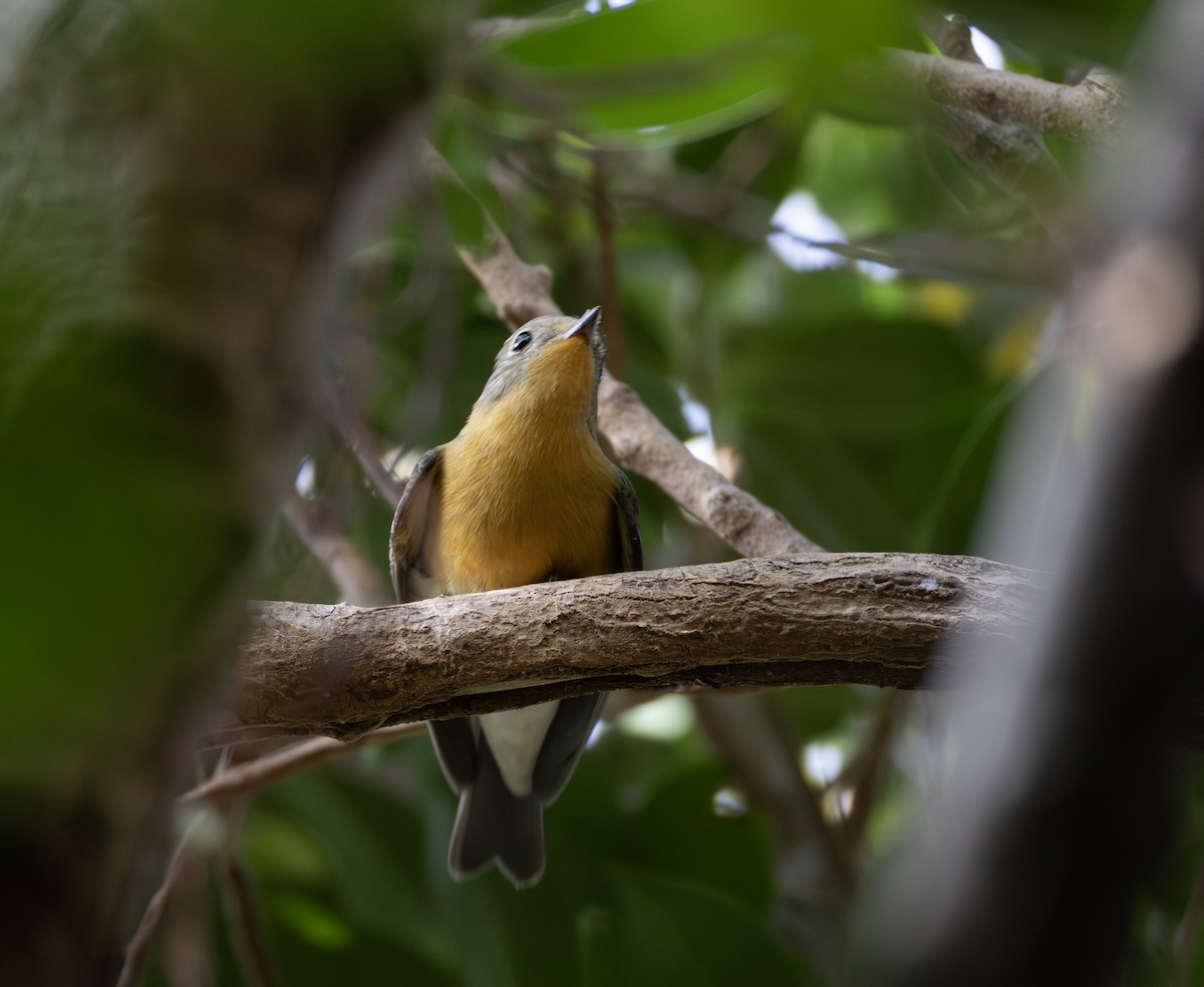 חטפית מוגימקי - ML646783833