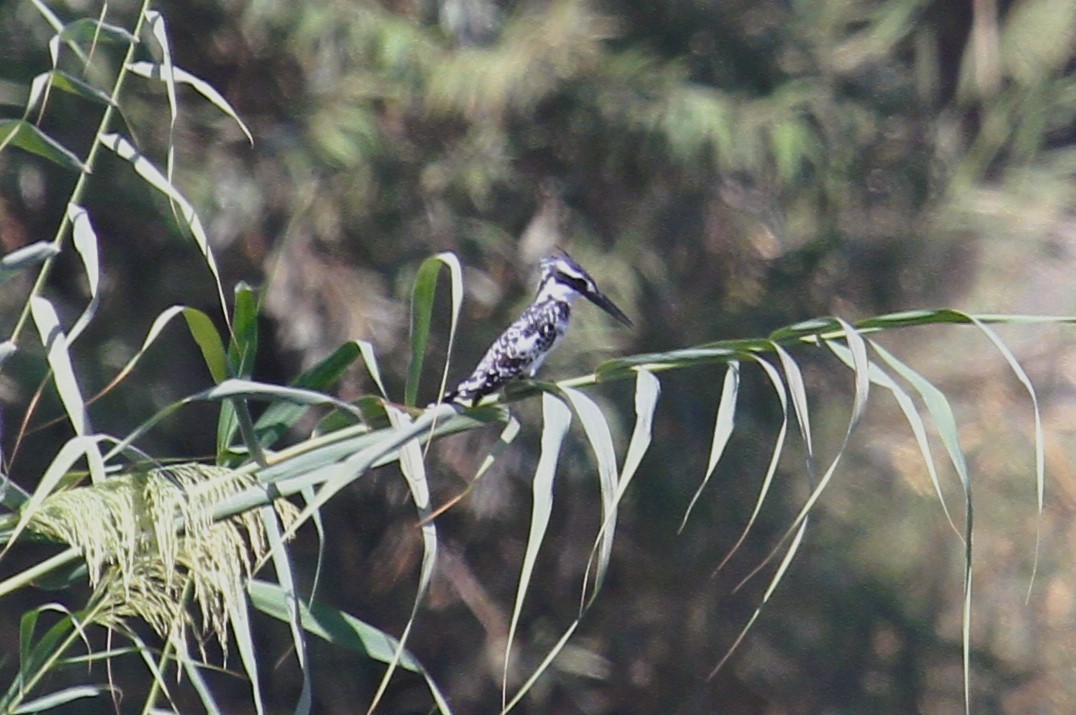 Pied Kingfisher - ML646783834