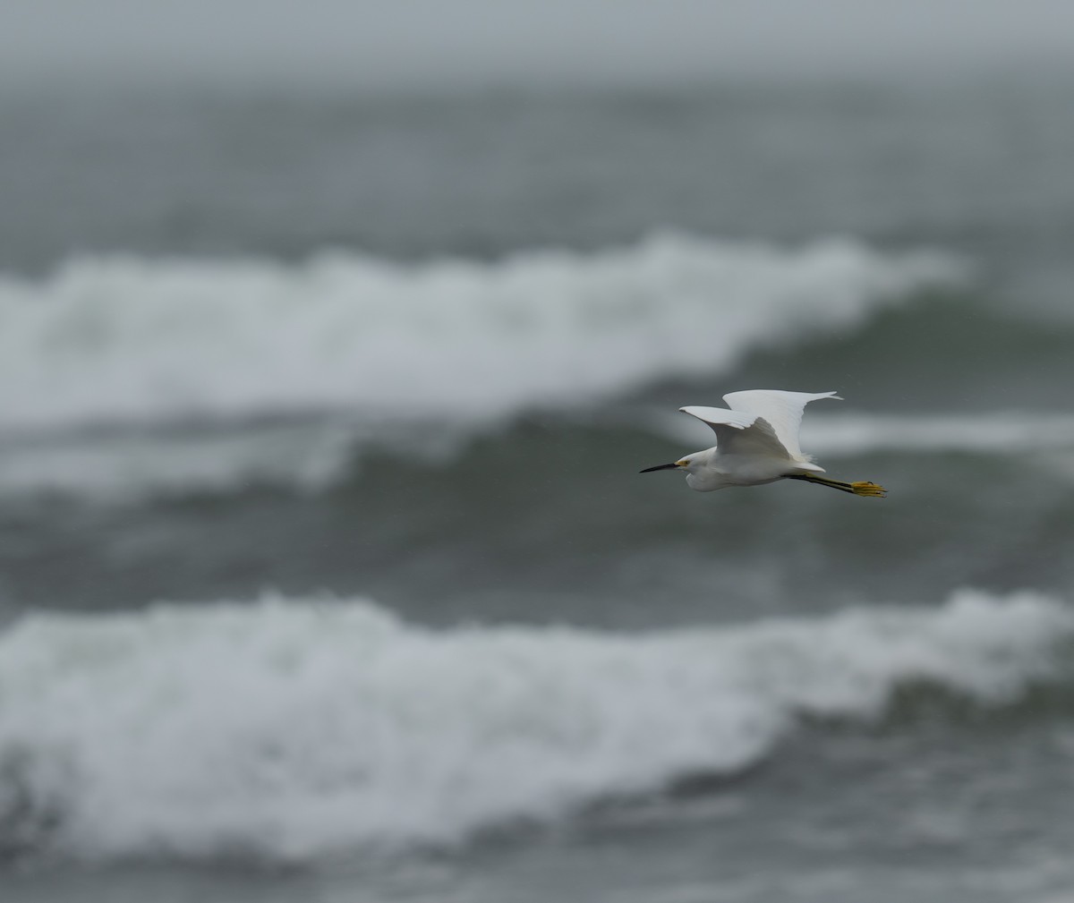 Snowy Egret - ML646783835