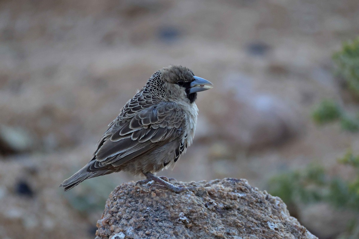 Sociable Weaver - ML646783836