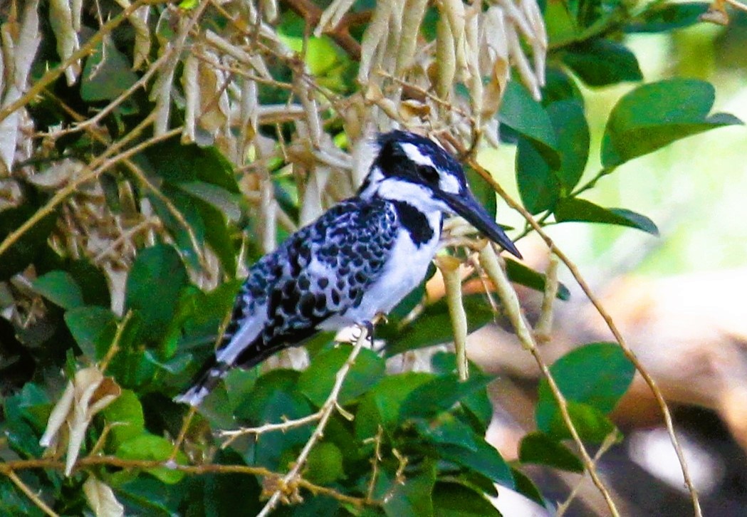 Pied Kingfisher - ML646783852