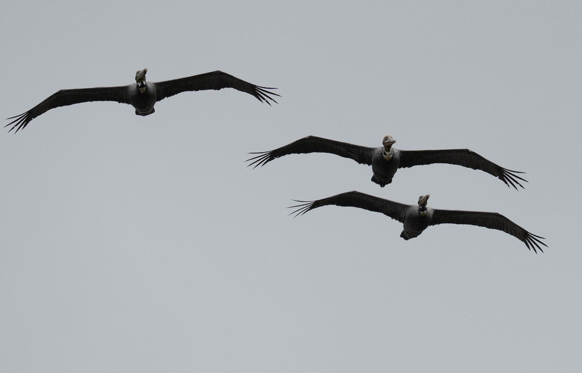 Brown Pelican - ML646783858