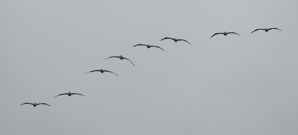 Brown Pelican - ML646783859