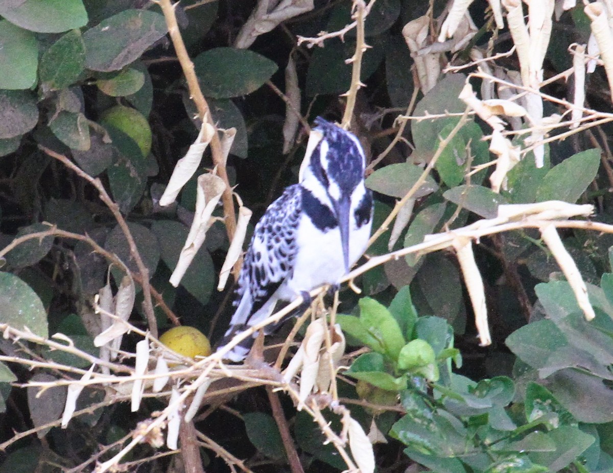 Pied Kingfisher - ML646783861