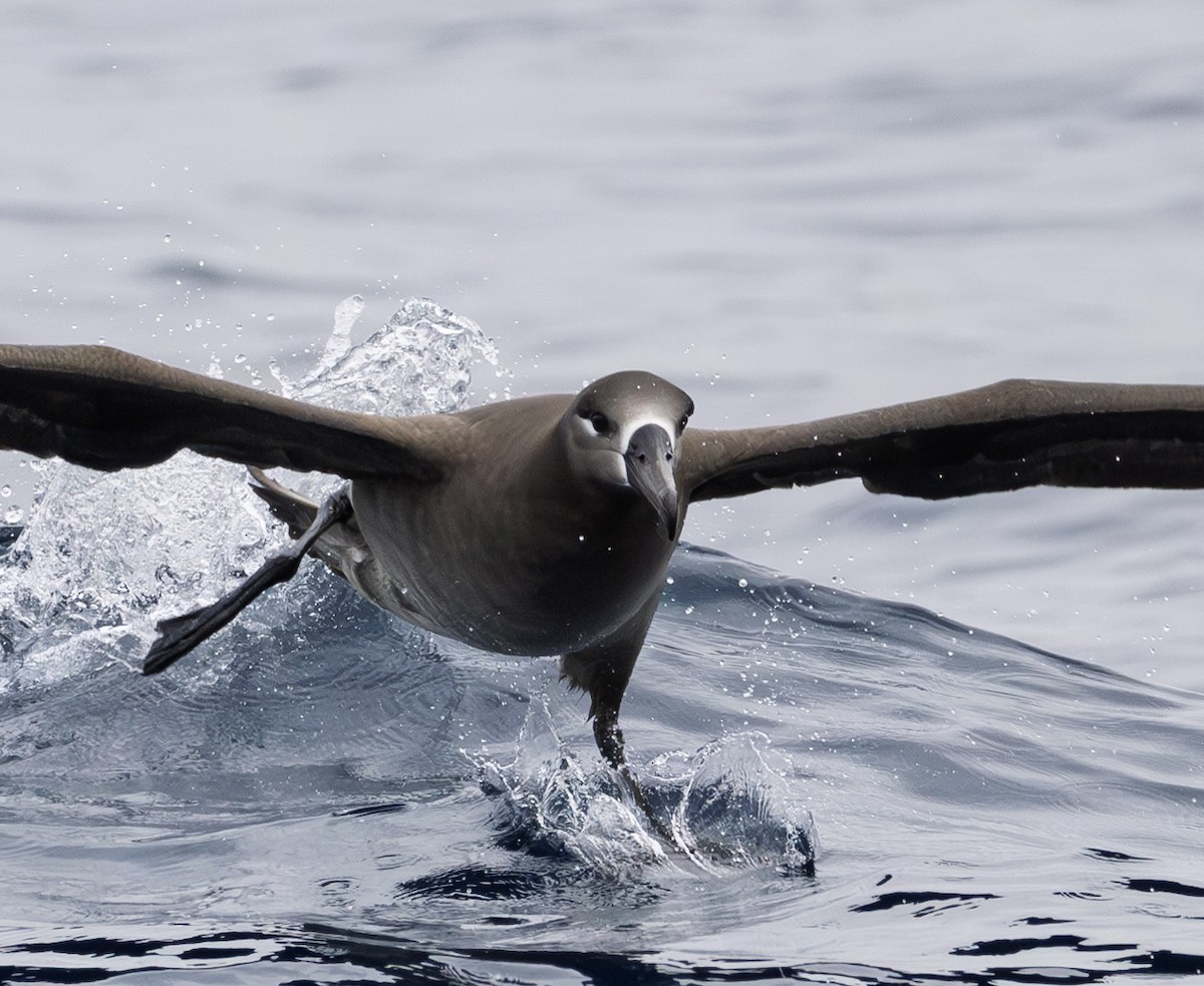Black-footed Albatross - ML646783862