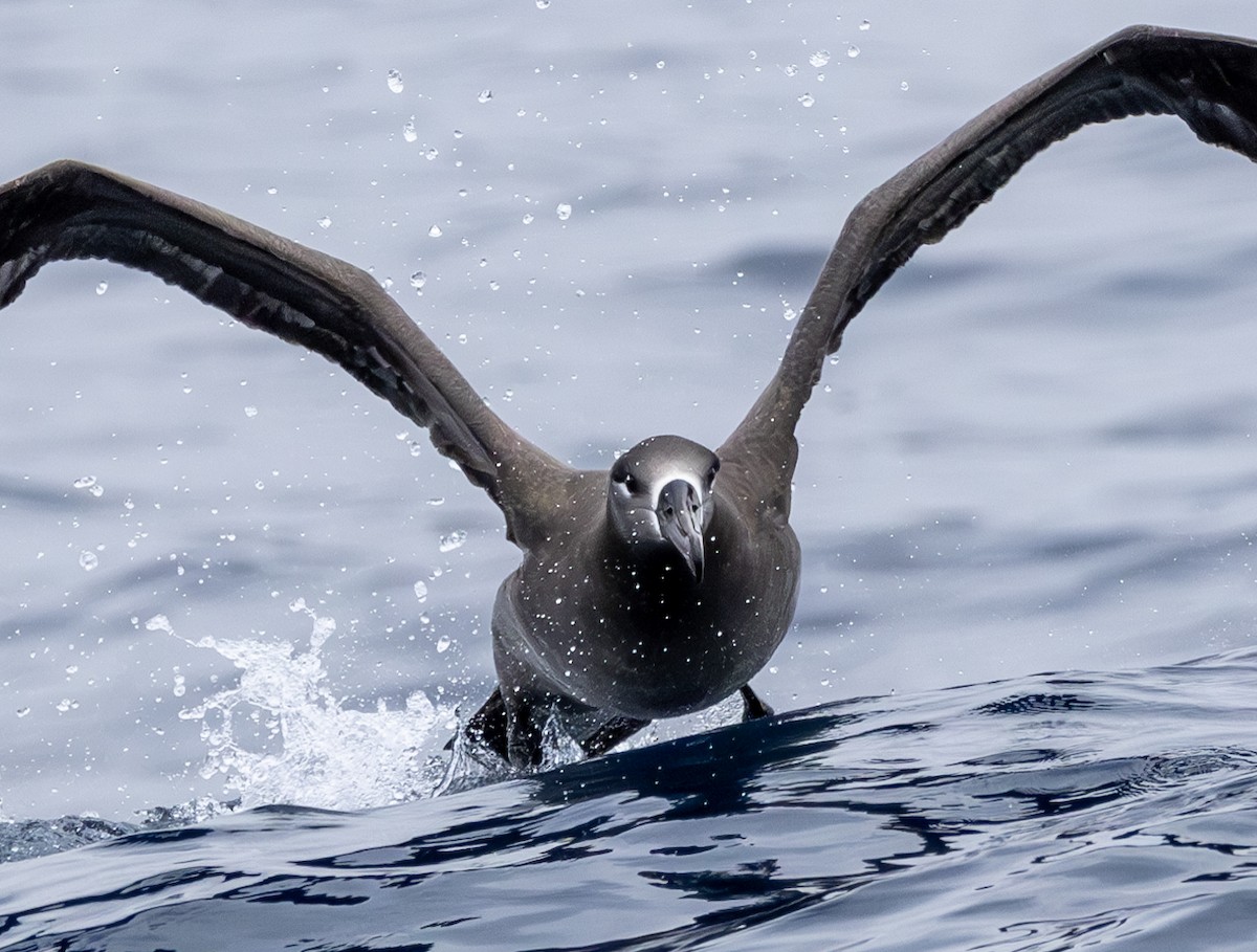 Black-footed Albatross - ML646783863