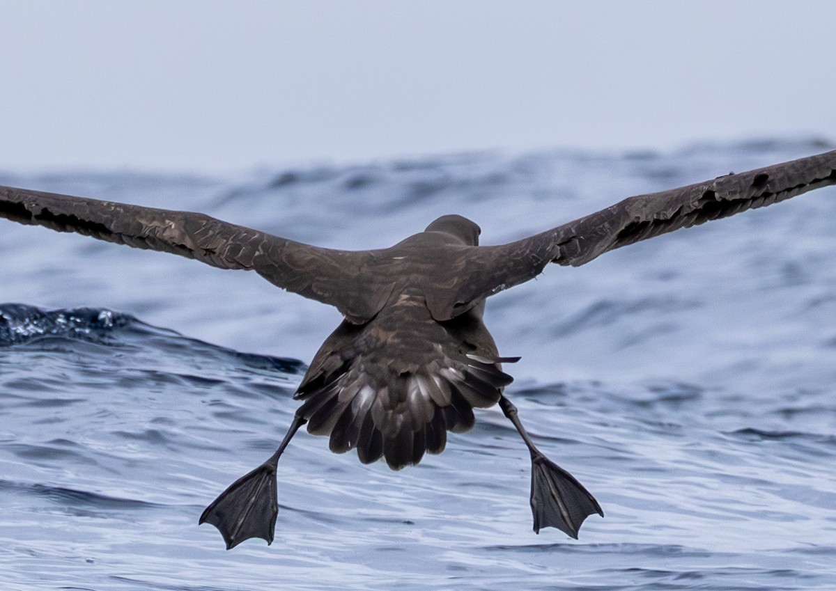 Black-footed Albatross - ML646783864