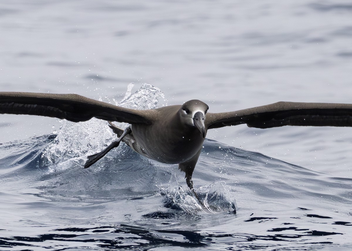 Black-footed Albatross - ML646783865