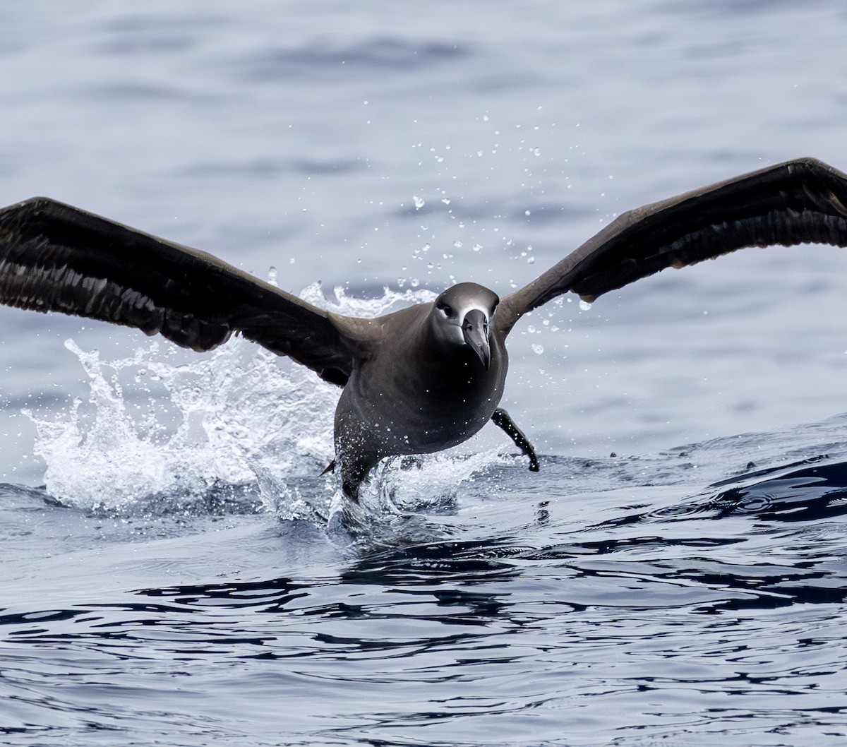 Black-footed Albatross - ML646783866