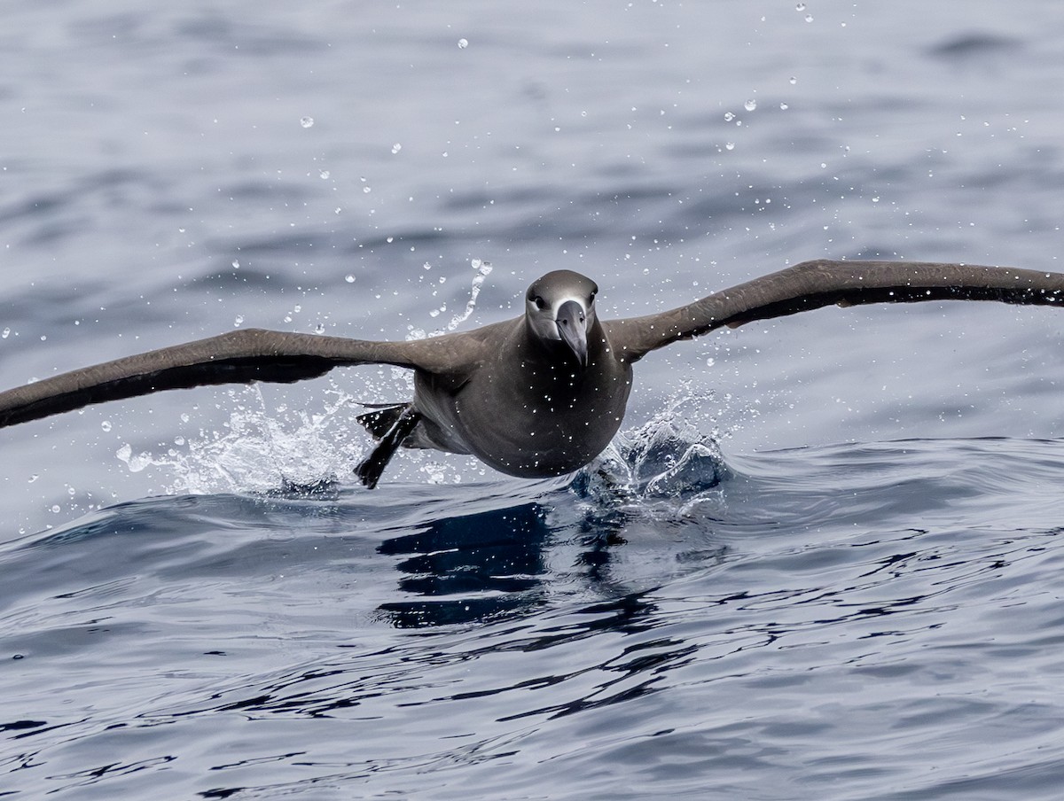 Black-footed Albatross - ML646783867