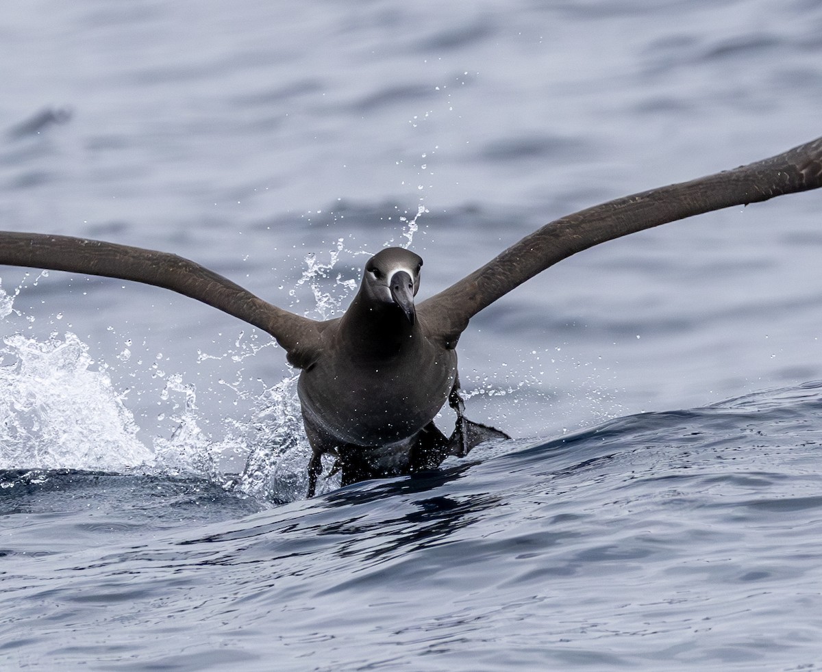 Black-footed Albatross - ML646783868
