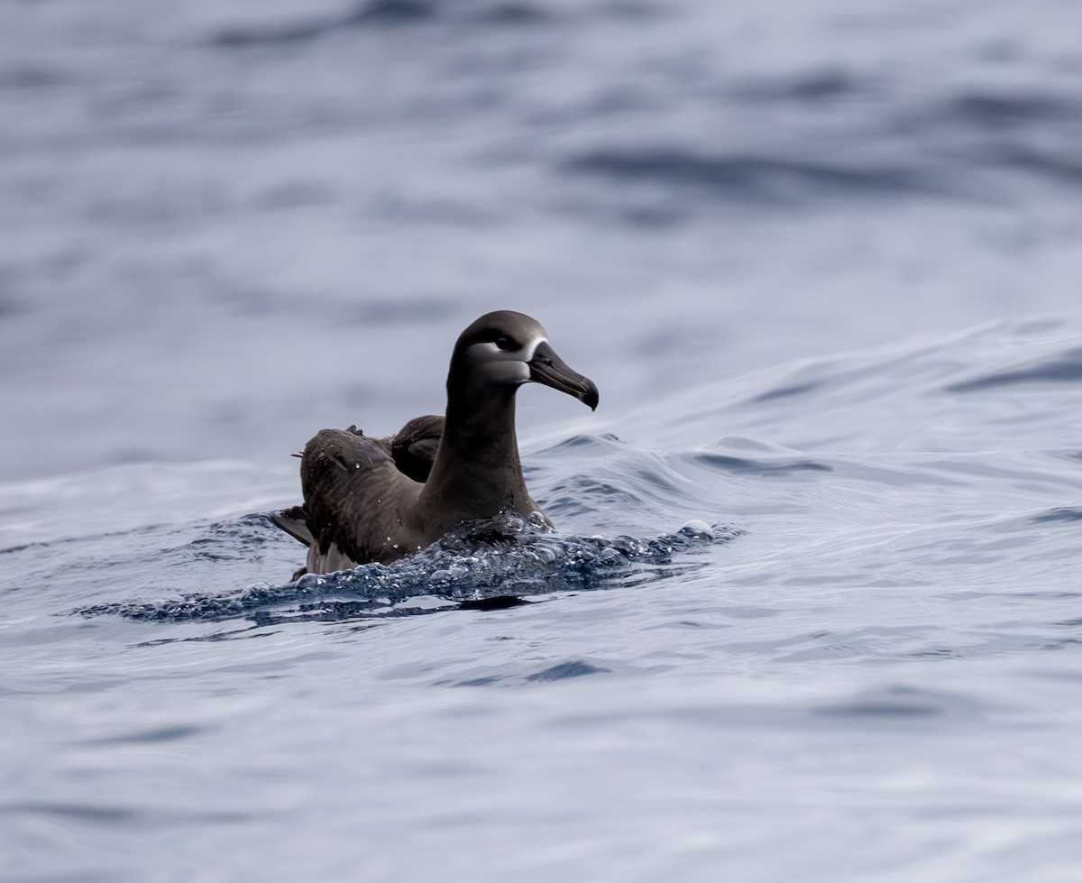 Black-footed Albatross - ML646783869