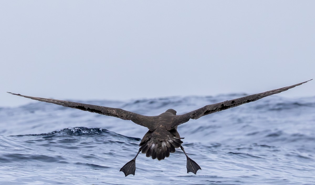 Black-footed Albatross - ML646783870