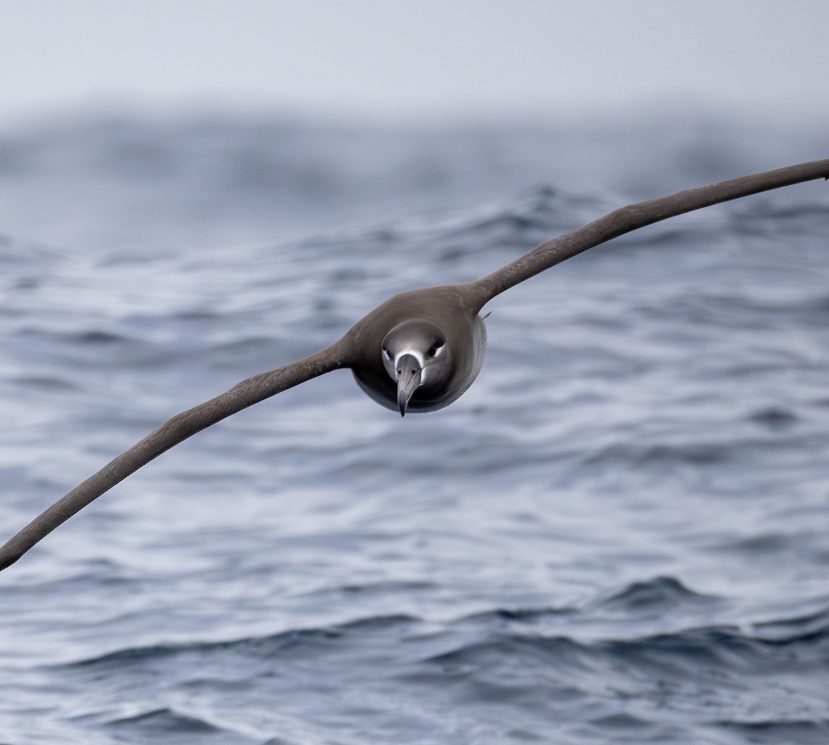 Black-footed Albatross - ML646783871