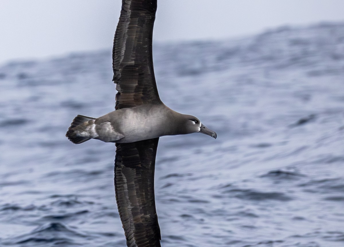 Black-footed Albatross - ML646783873