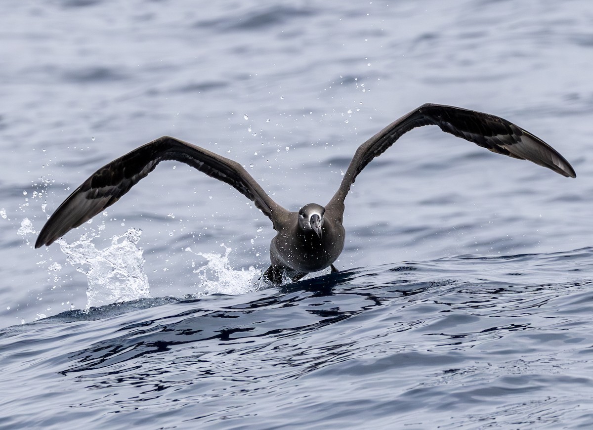 Black-footed Albatross - ML646783874