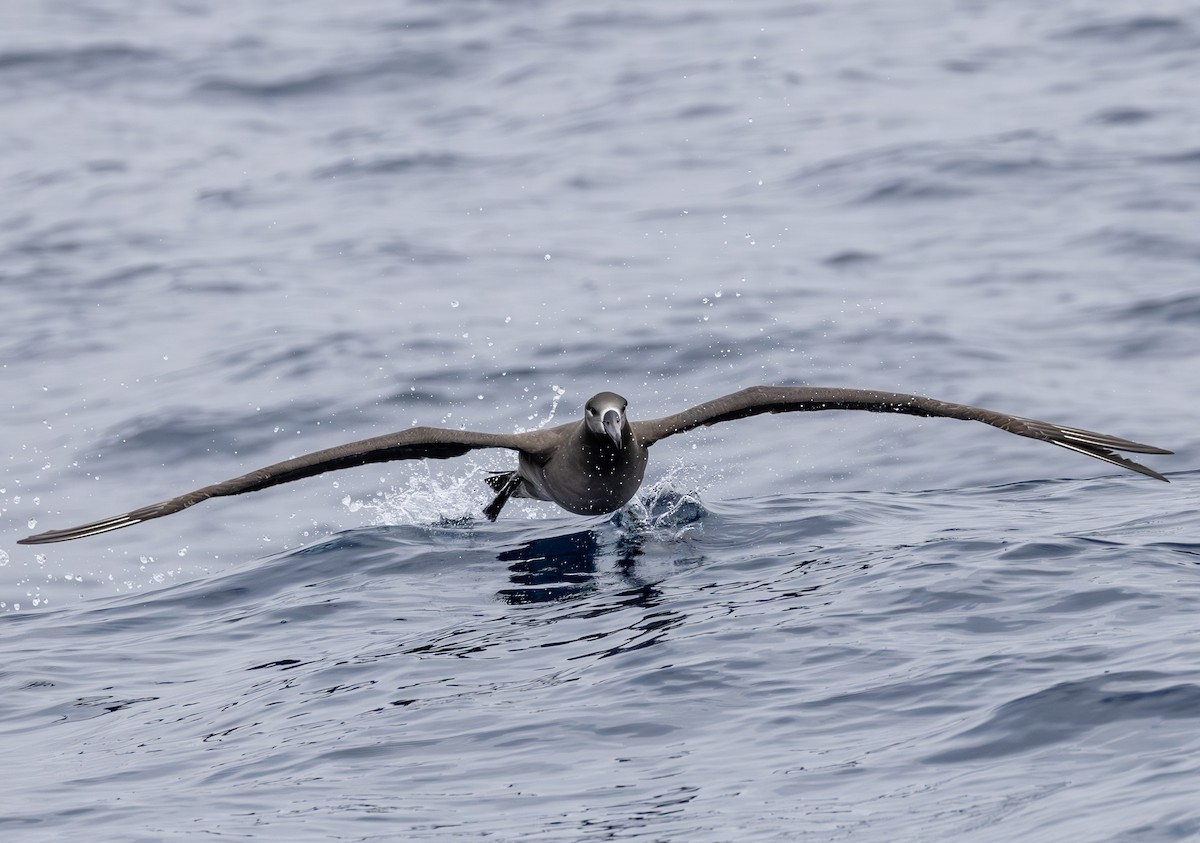 Black-footed Albatross - ML646783875