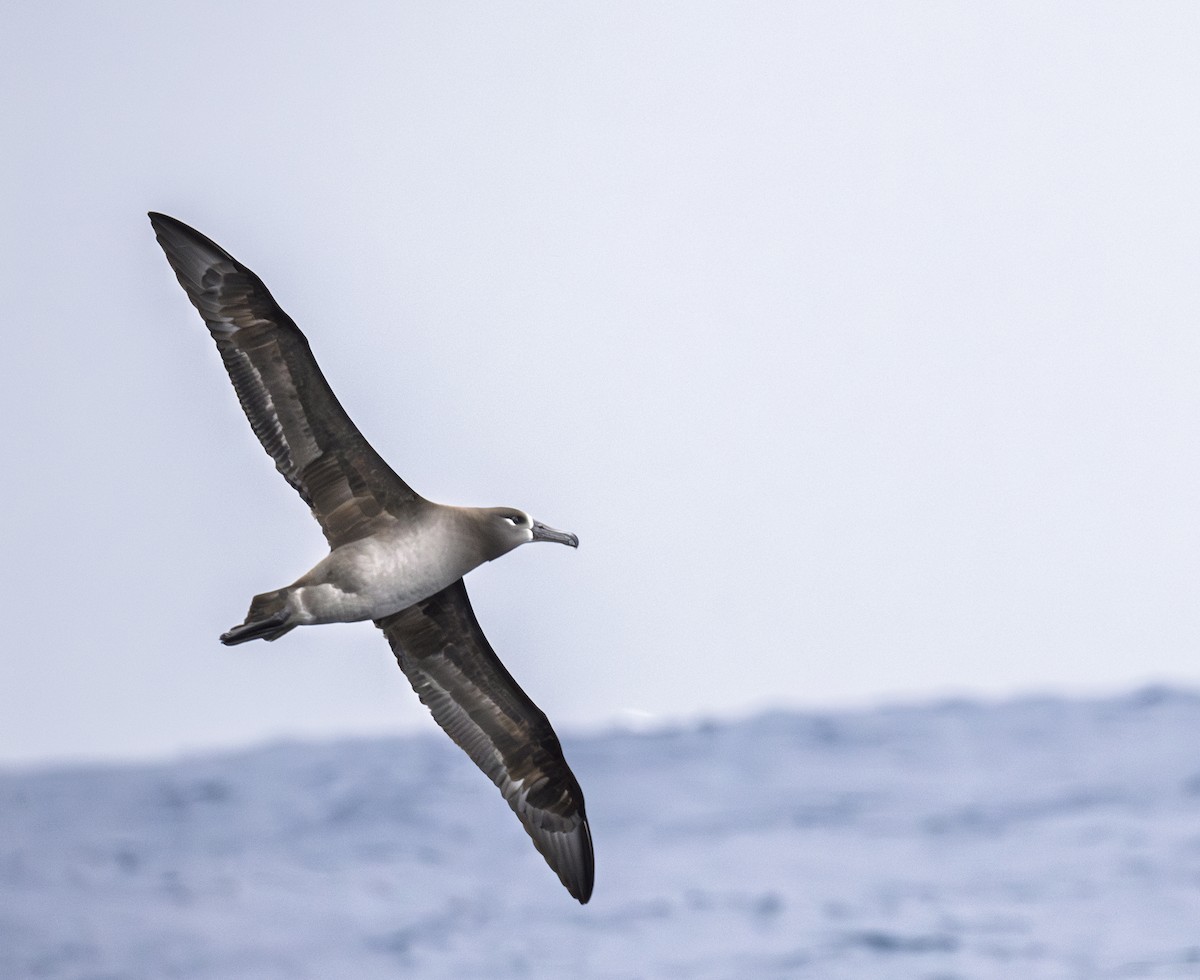 Black-footed Albatross - ML646783876