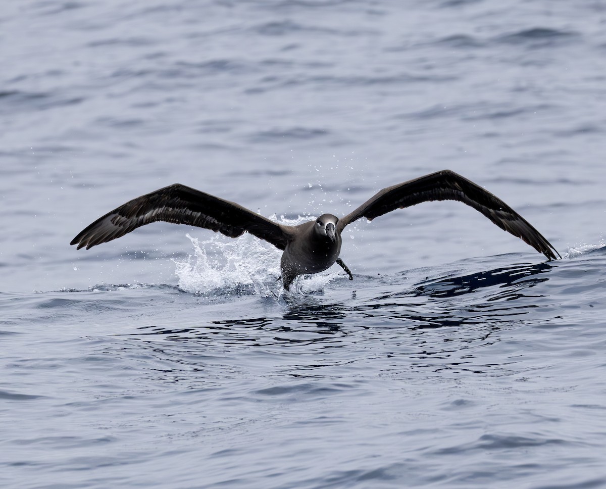 Black-footed Albatross - ML646783877