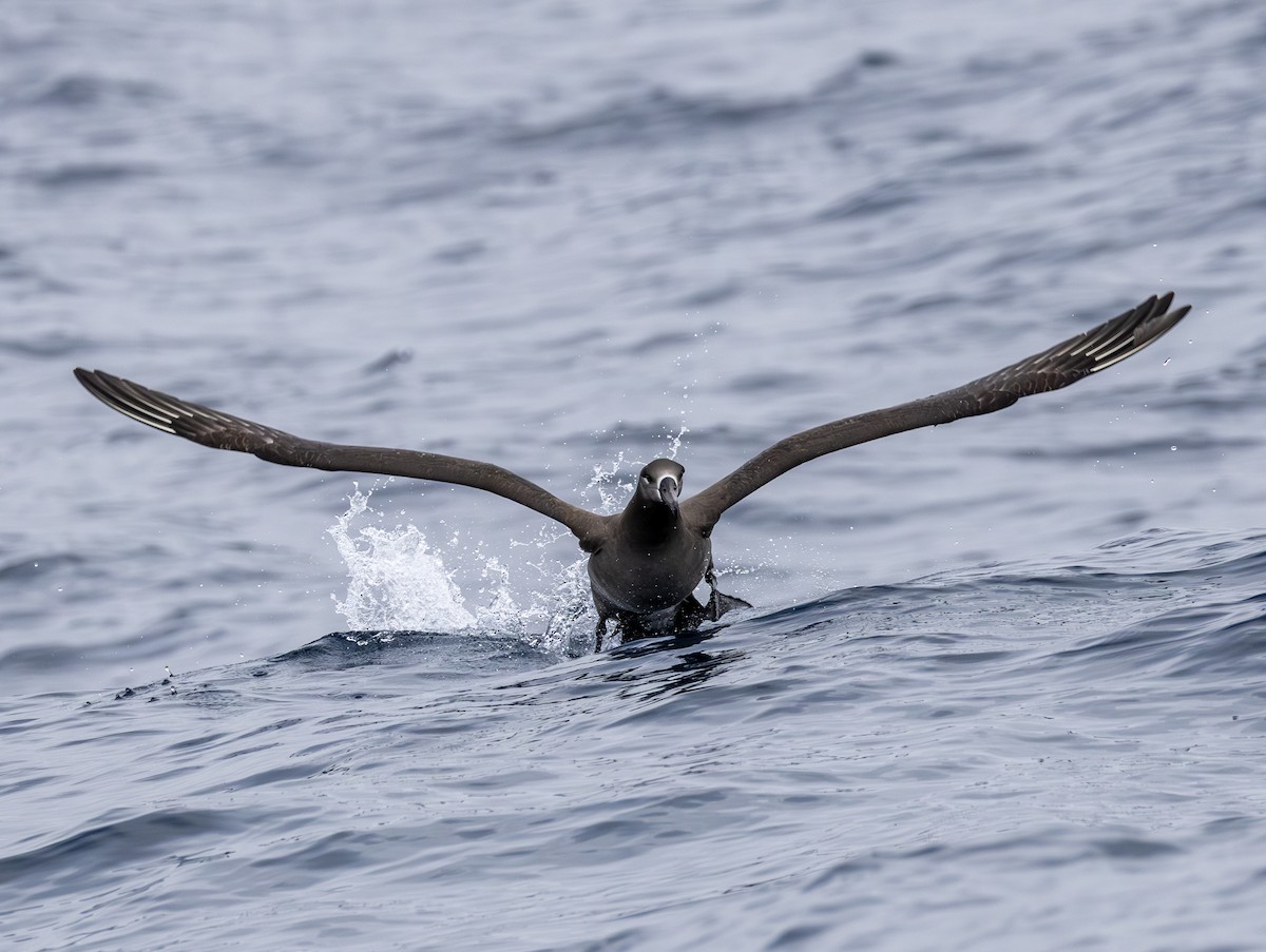 Black-footed Albatross - ML646783878