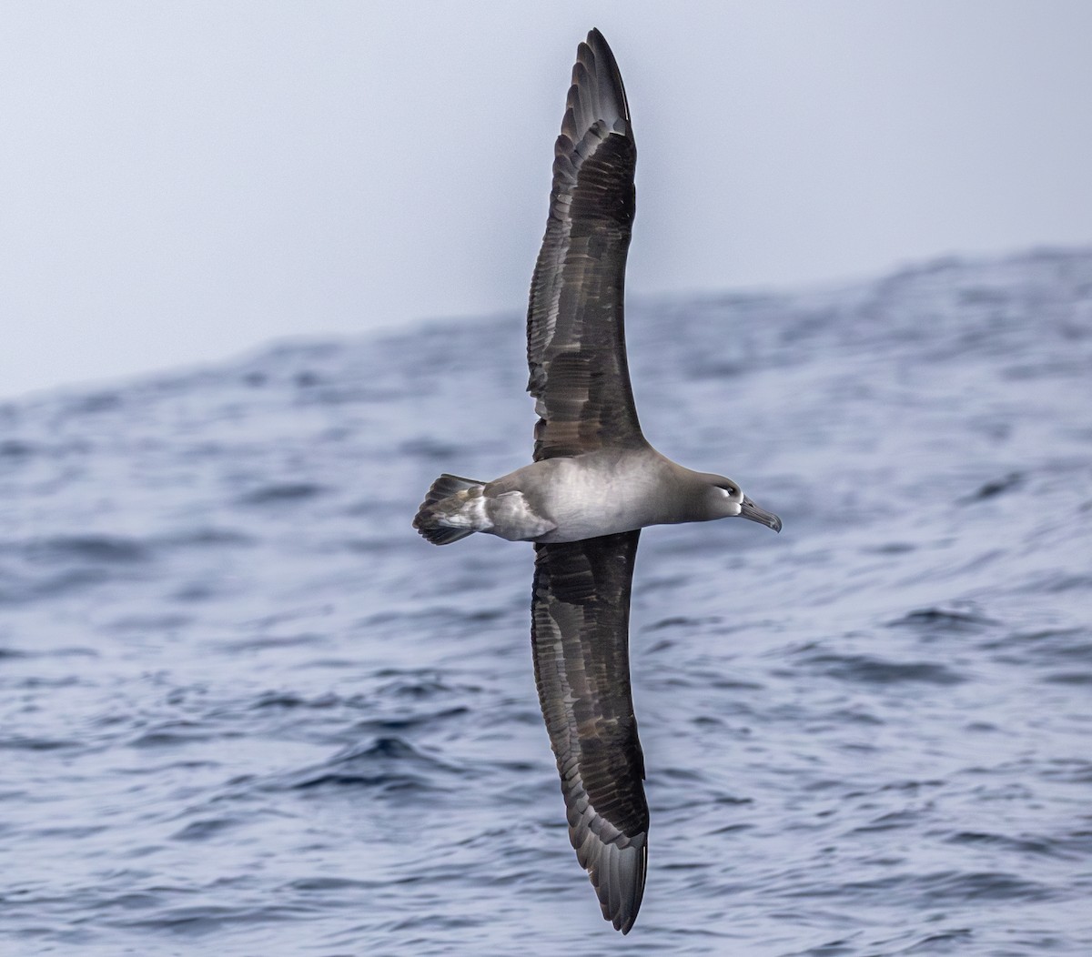 Black-footed Albatross - ML646783879