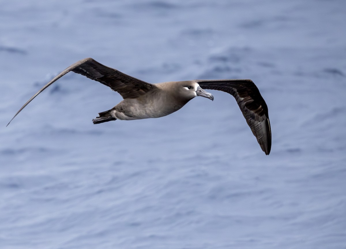 Black-footed Albatross - ML646783880