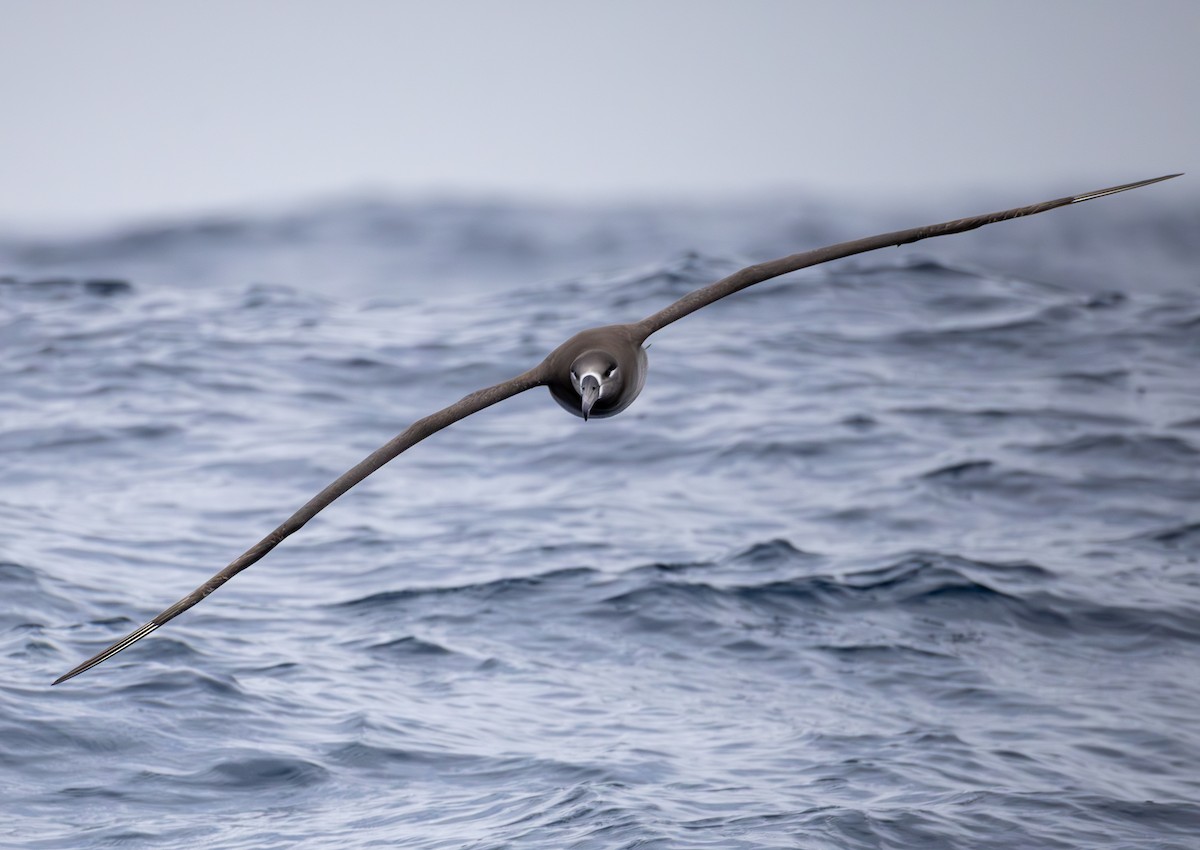 Black-footed Albatross - ML646783881
