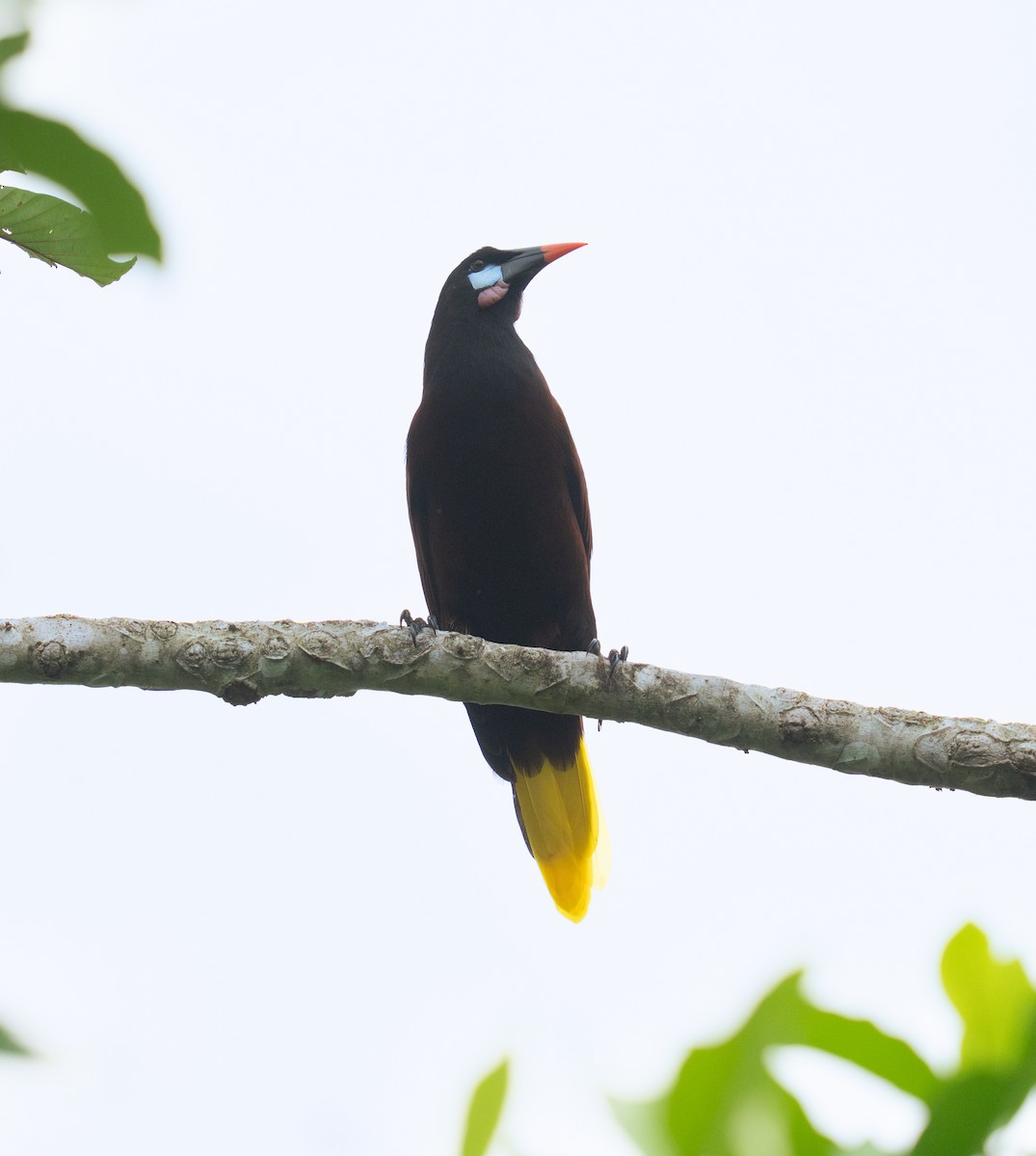 Montezuma Oropendola - ML646783883