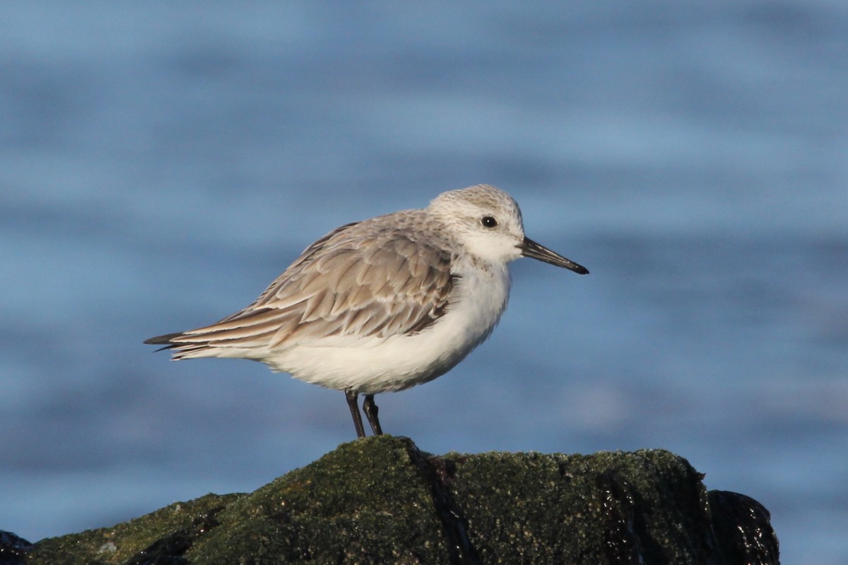 Txirri zuria - ML646783884