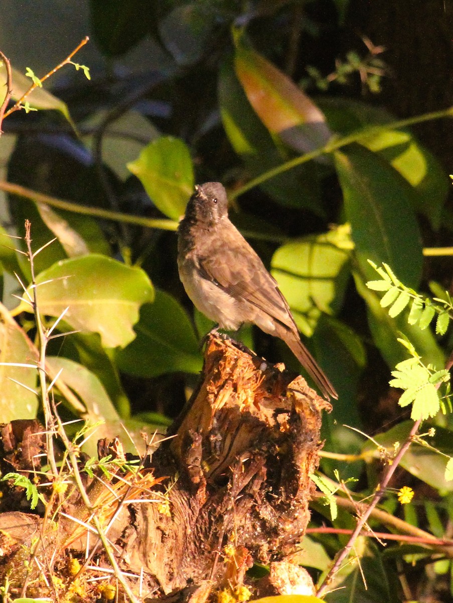 Common Bulbul - ML646783886