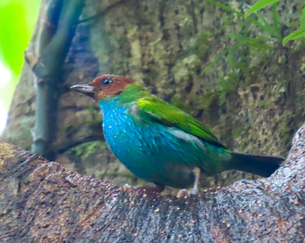 Bay-headed Tanager - ML646783887