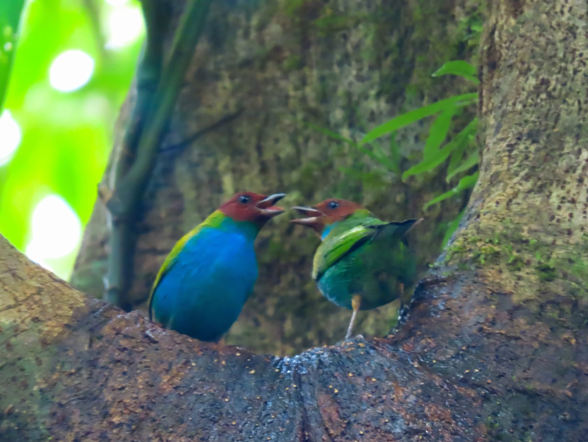 Bay-headed Tanager - ML646783888