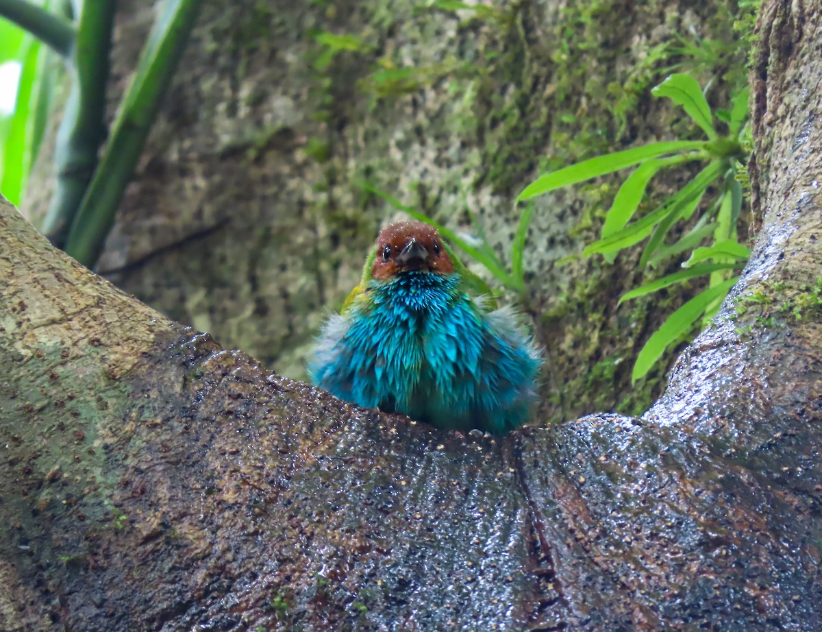 Bay-headed Tanager - ML646783889