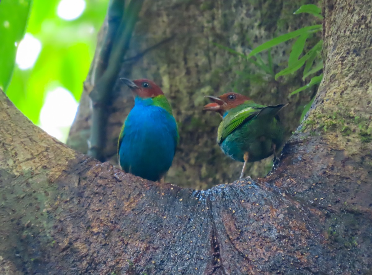 Bay-headed Tanager - ML646783890