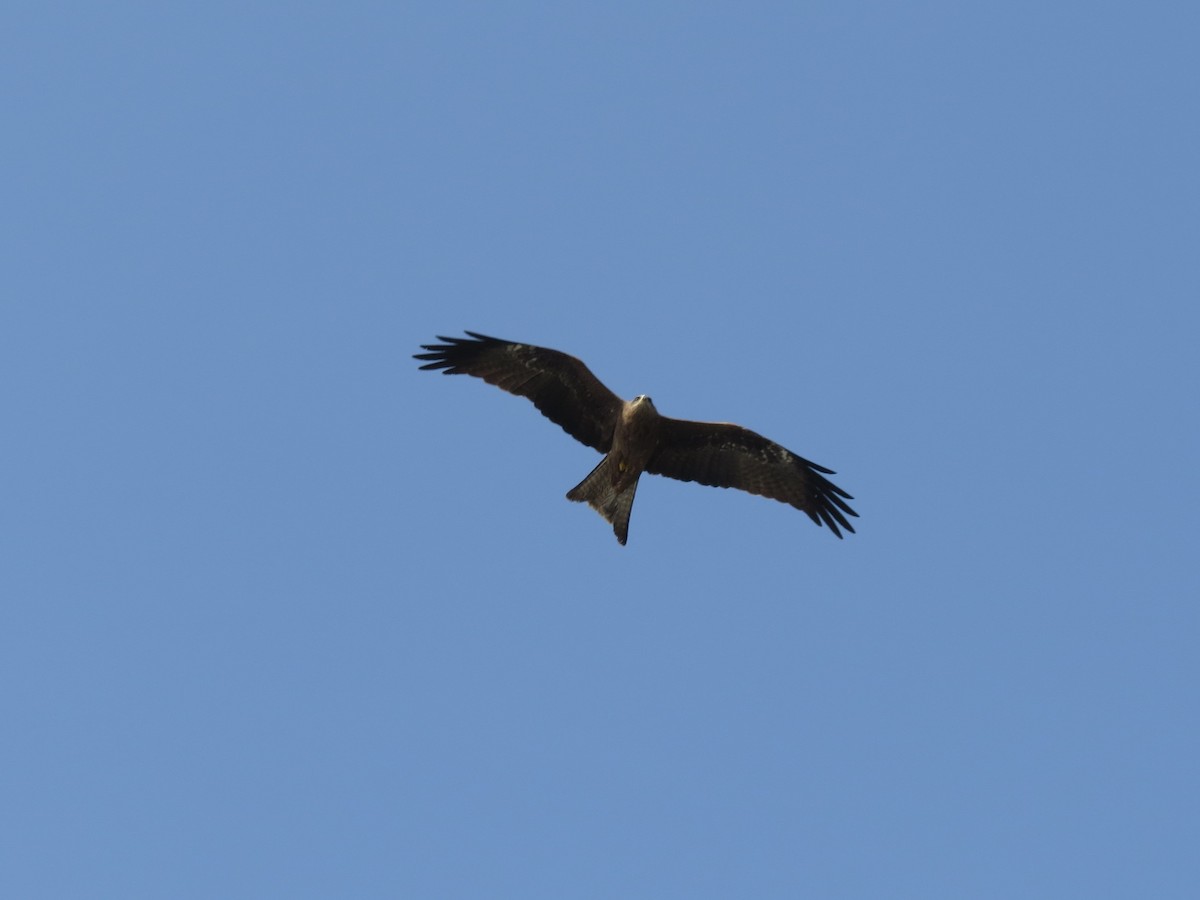 Black Kite - ML646783891