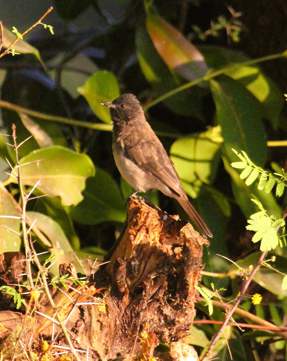 Common Bulbul - ML646783893