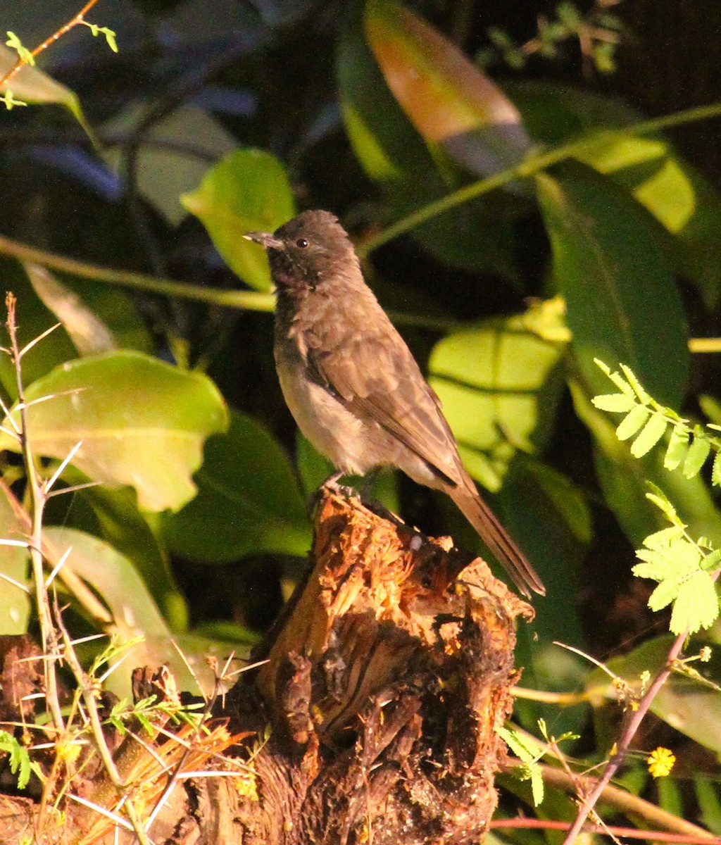 Common Bulbul - ML646783900
