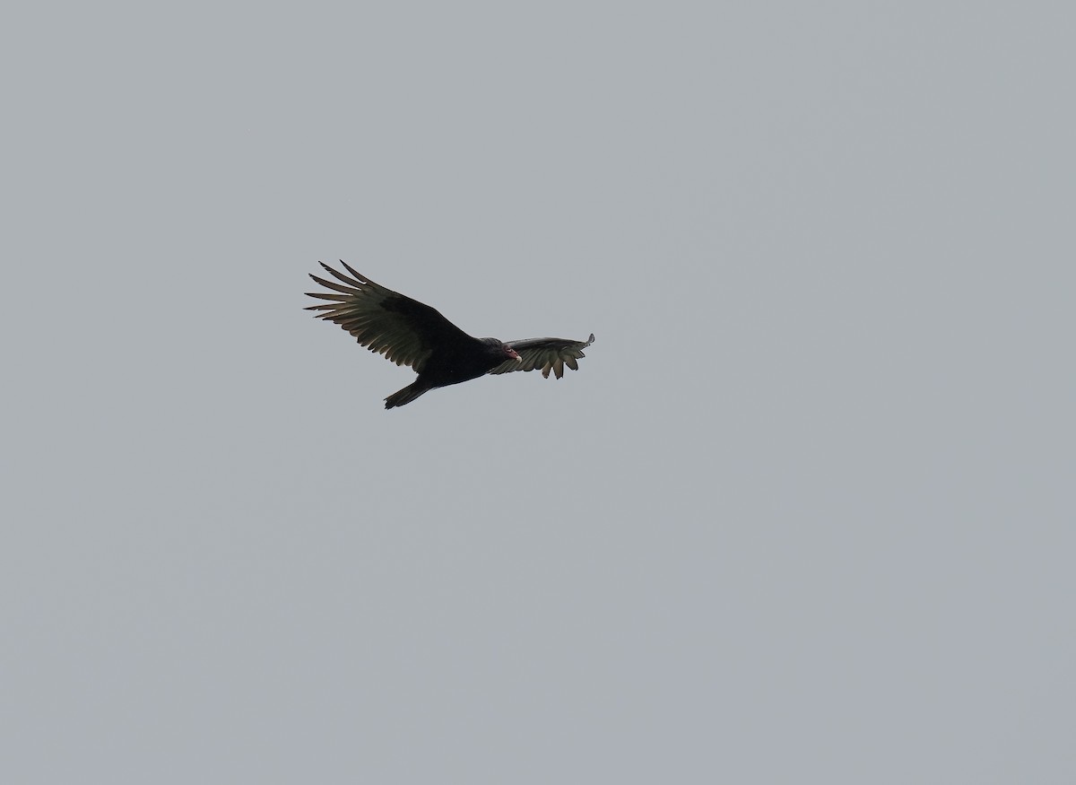 Turkey Vulture - ML646783901