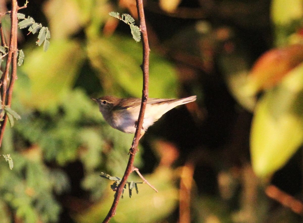 Willow Warbler - ML646783902