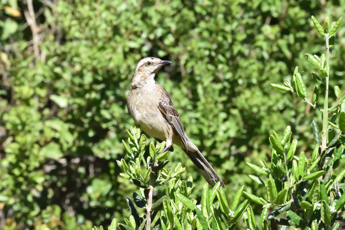 Chilean Mockingbird - ML646783903